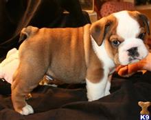 bulldog puppy posted by amytyler54