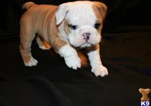 bulldog puppy posted by amytyler54