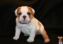 bulldog puppy posted by amytyler54