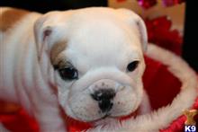 bulldog puppy posted by amytyler54