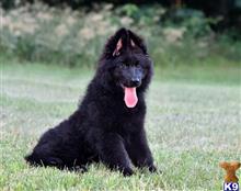 german shepherd puppy posted by amytyler54