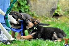 german shepherd puppy posted by amytyler54