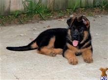 german shepherd puppy posted by amytyler54
