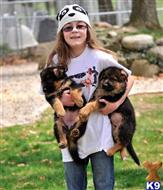 german shepherd puppy posted by amytyler54