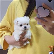 maltese puppy posted by amytyler54