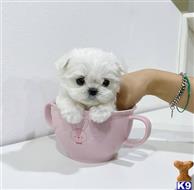 maltese puppy posted by amytyler54