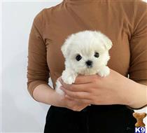 maltese puppy posted by amytyler54