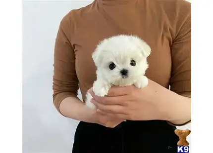 Maltese