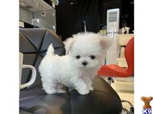 maltese puppy posted by amytyler54