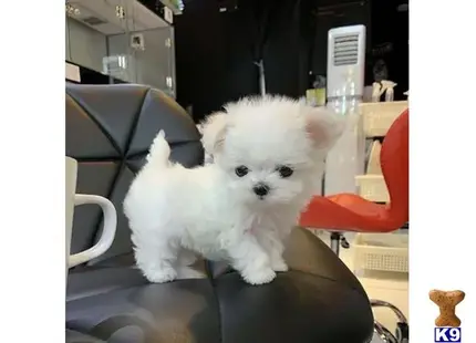 Maltese