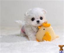 maltese puppy posted by amytyler54