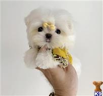 maltese puppy posted by amytyler54