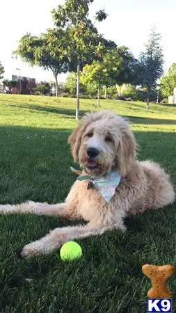 Goldendoodles female dog