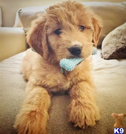 Goldendoodles female dog