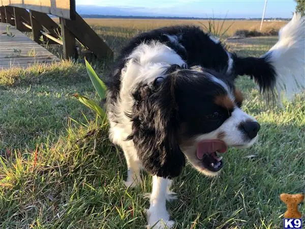 Cavalier King Charles Spaniel