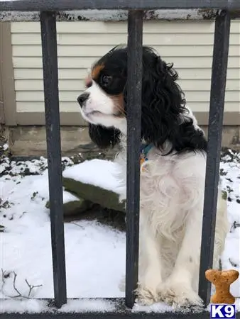 Cavalier King Charles Spaniel stud dog