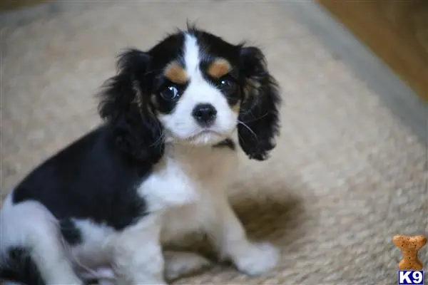 Cavalier King Charles Spaniel stud dog