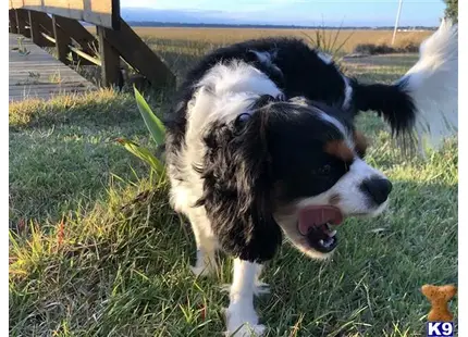 Cavalier King Charles Spaniel