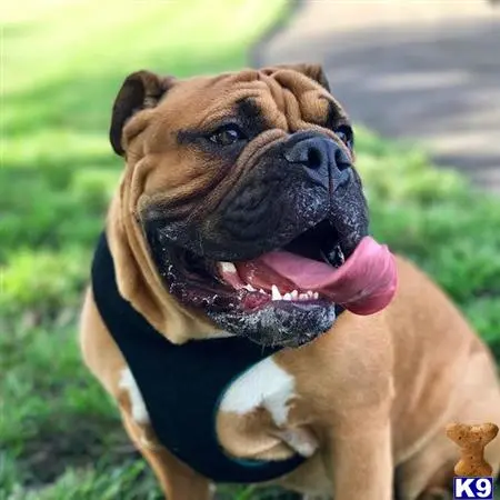 English Bulldog stud dog