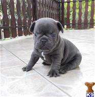 french bulldog puppy posted by andersoncarter2009