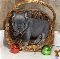 french bulldog puppy posted by andersoncarter2009