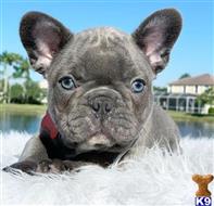 french bulldog puppy posted by andersoncarter2009