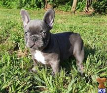 french bulldog puppy posted by andersoncarter2009