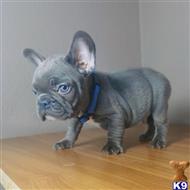 french bulldog puppy posted by andersoncarter2009