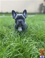 french bulldog puppy posted by andersoncarter2009