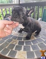 french bulldog puppy posted by andersoncarter2009