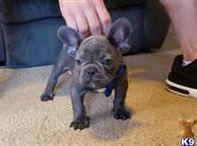 french bulldog puppy posted by andersoncarter2009