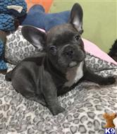french bulldog puppy posted by andersoncarter2009
