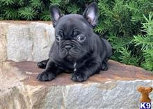 french bulldog puppy posted by andersoncarter2009