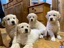 golden retriever puppy posted by andersoncarter2009