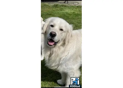 a white golden retriever dog with its tongue out