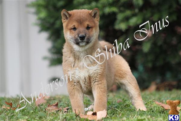 Shiba Inu