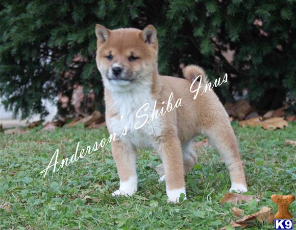 Shiba Inu