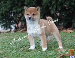 Shiba Inu Puppies For Sale In Oklahoma