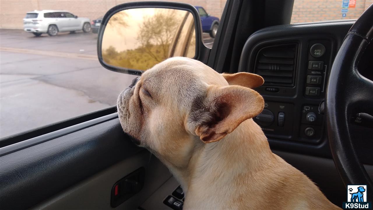 a french bulldog dog sitting in a car