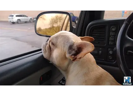 a french bulldog dog sitting in a car