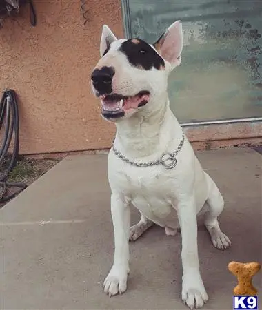 Bull Terrier stud dog