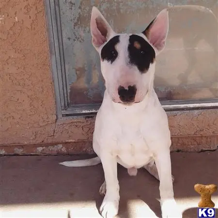 Bull Terrier stud dog