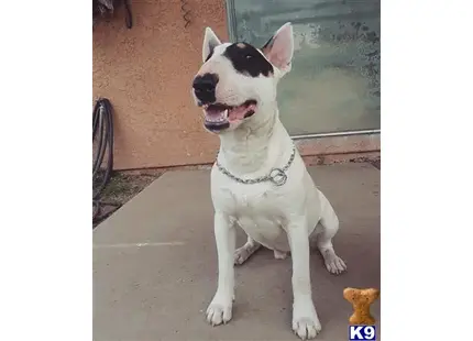 Bull Terrier