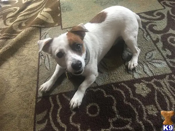 Jack Russell Terrier stud dog