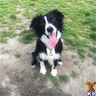 Charlie available Border Collie puppy located in MARYSVILLE