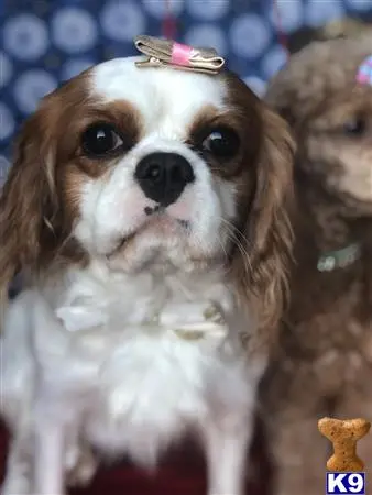 Cavalier King Charles Spaniel