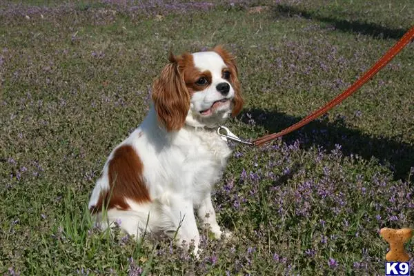 Cavalier King Charles Spaniel stud dog