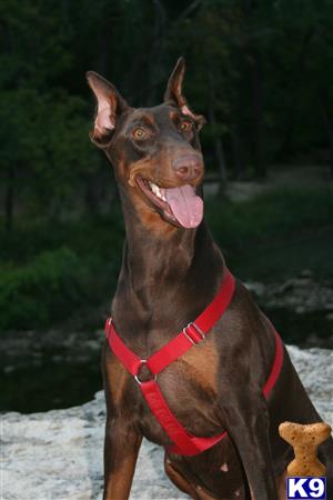 Doberman Pinscher dog