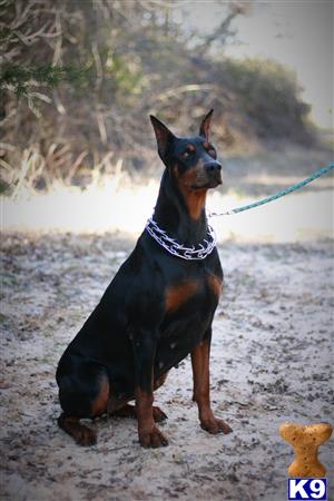 Doberman Pinscher dog