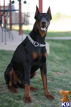 Doberman Pinscher puppy for sale